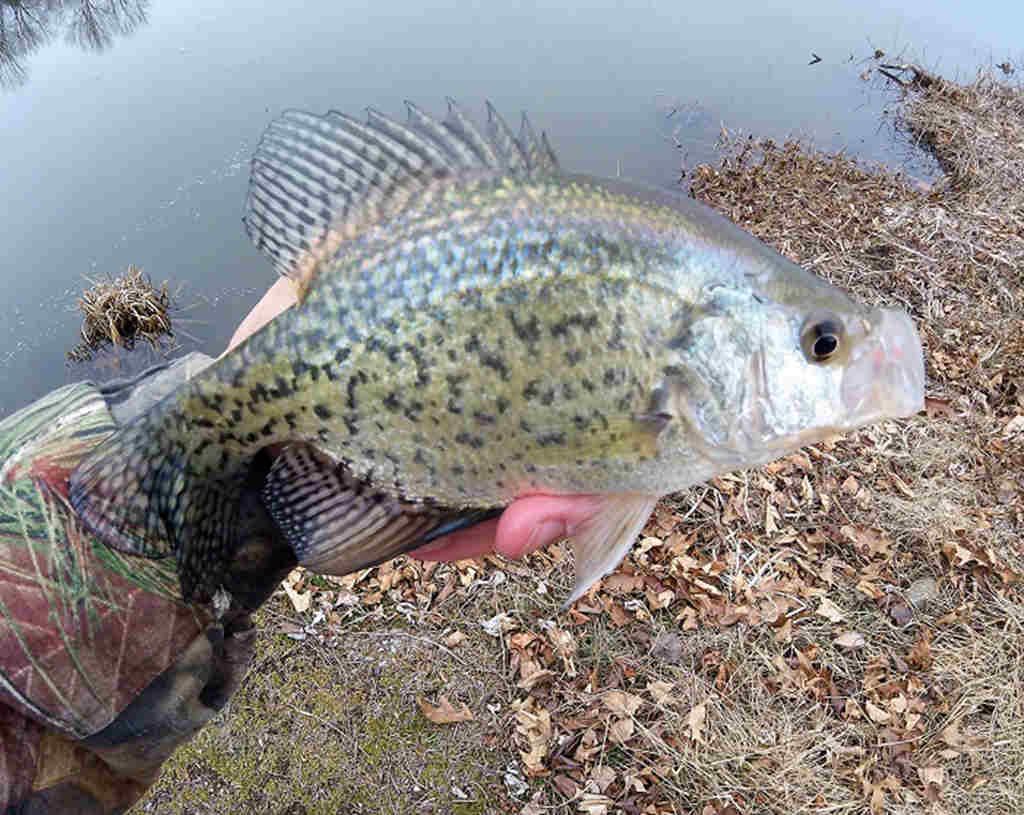 LiveScoping Cold Water Crappie by Logan Thomas