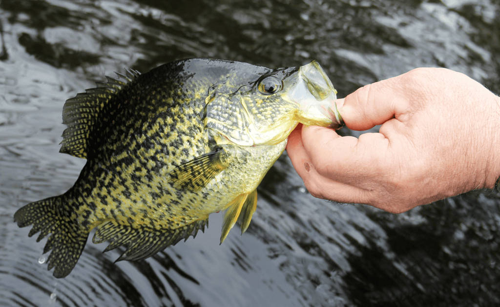 Trolling for Pre-Spawn Crappies: a Southern Technique for Northern